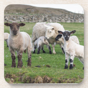 Posavasos Shetland Sheep