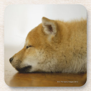 Posavasos Shiba-ken durmiente 2
