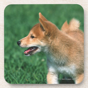 Posavasos Shiba muy pequeño japonés