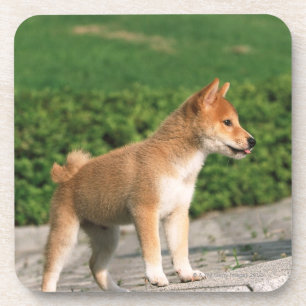 Posavasos Shiba muy pequeño japonés 2