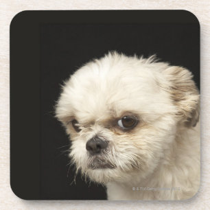 Posavasos Shih blanco enojado Tzu con los ojos marrones