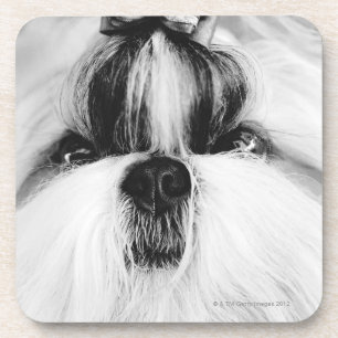 Posavasos Shih Tzu