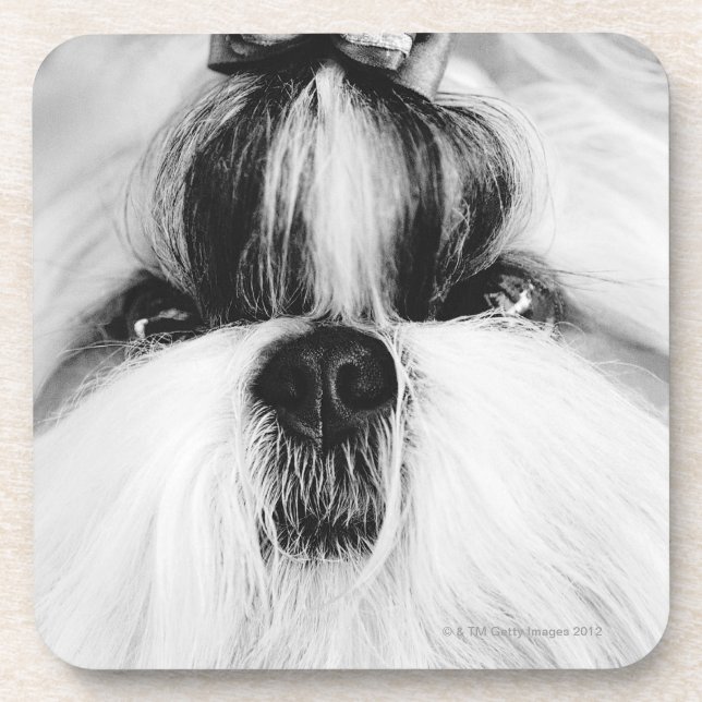 Posavasos Shih Tzu (Frente)