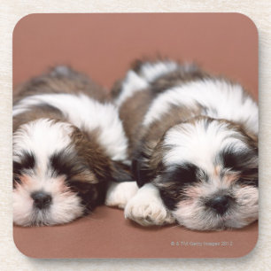 Posavasos Shih Tzu