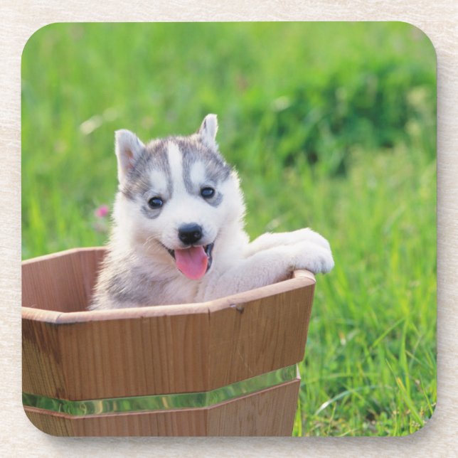 Posavasos Siberian Husky Puppy in a Pot (Frente)