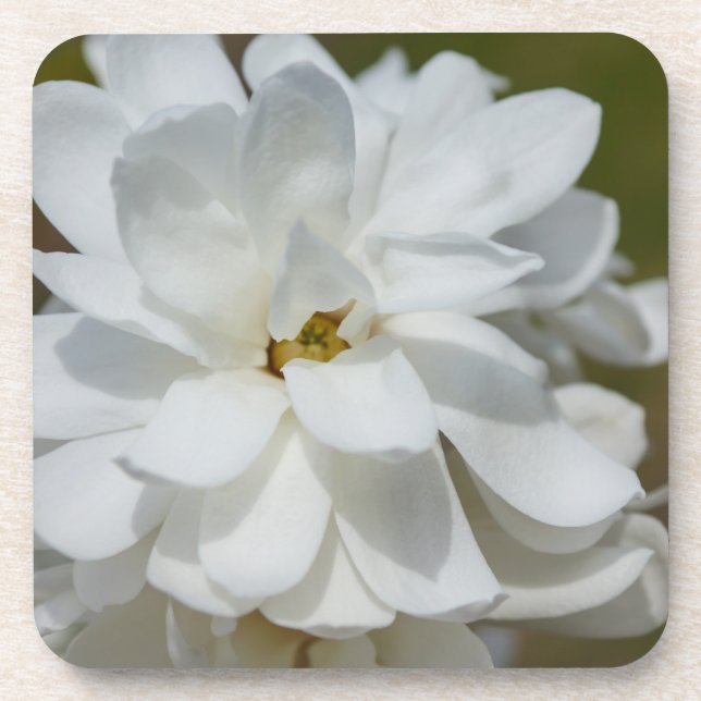 Posavasos Silky Magnolia (Frente)