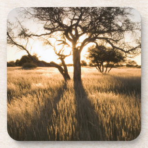 Posavasos Silueta de árboles de acacia en hierba. Mariental