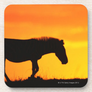 Posavasos Silueta de la cebra en sabana