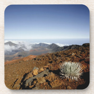 Posavasos Silversword en el borde del cráter Haleakala desde