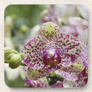 Posavasos Singapur (Sanskrit por Ciudad León). Nacional