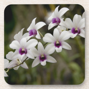 Posavasos Singapur (Sanskrit por Ciudad León). Nacional 2