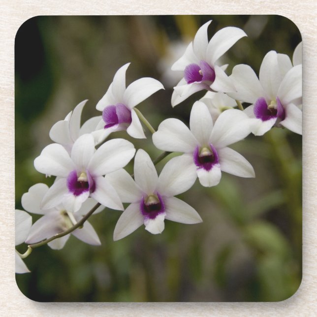 Posavasos Singapur (Sanskrit por Ciudad León). Nacional 2 (Frente)