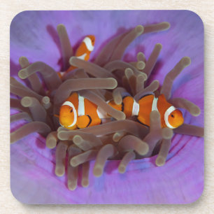 Posavasos Sistema de Anemonefish del payaso de 6 prácticos