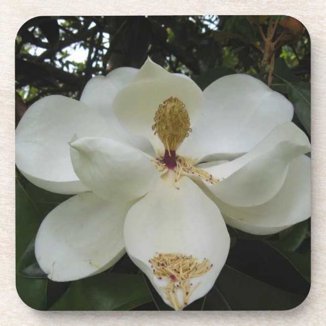Posavasos Sistema del práctico de costa del flor de la (Frente)