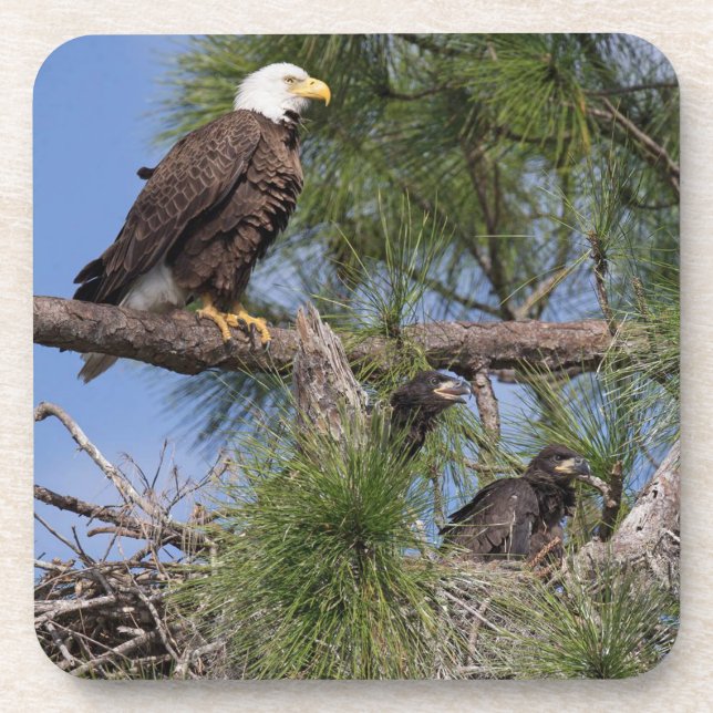 Posavasos Sistema del práctico de costa E10 y E11 (Frente)