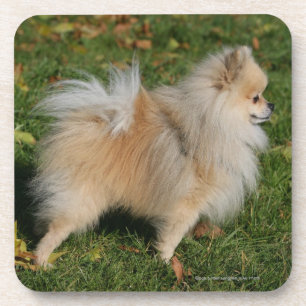 Posavasos Situación de Pomeranian