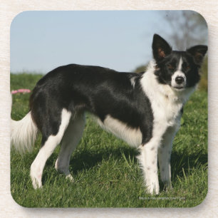 Posavasos Situación del border collie