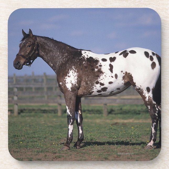 Posavasos Situación del caballo del Appaloosa (Frente)