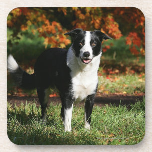 Posavasos Situación del otoño del border collie