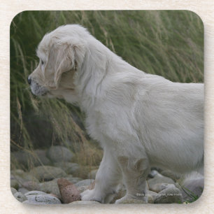Posavasos Situación del perrito del golden retriever