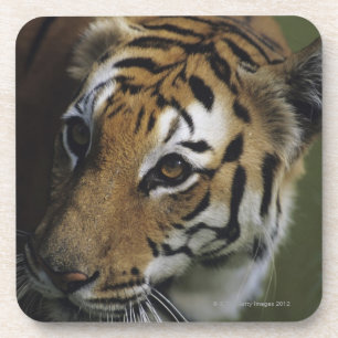 Posavasos Situación del tigre (Panthera el Tigris), primer