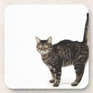 Posavasos Situación masculina nacional del gato de tabby