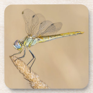 Posavasos Skimmer Dragonfly Insect Female (CC BY 4.0) Bevera