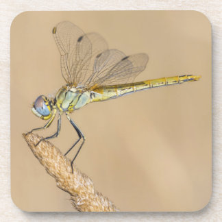 Posavasos Skimmer Dragonfly Insect Female (CC BY 4.0) Bevera