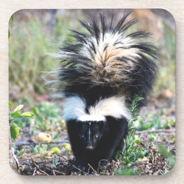 Posavasos Skunk Black and White (Frente)