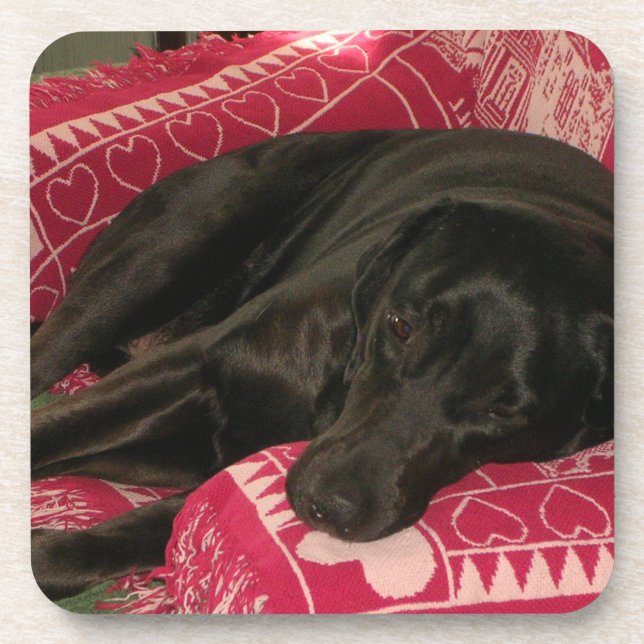 Posavasos Sleepe Dog Coasters - Conjunto de 6 (Frente)