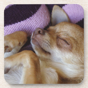 Posavasos Sleeping Chihuahua