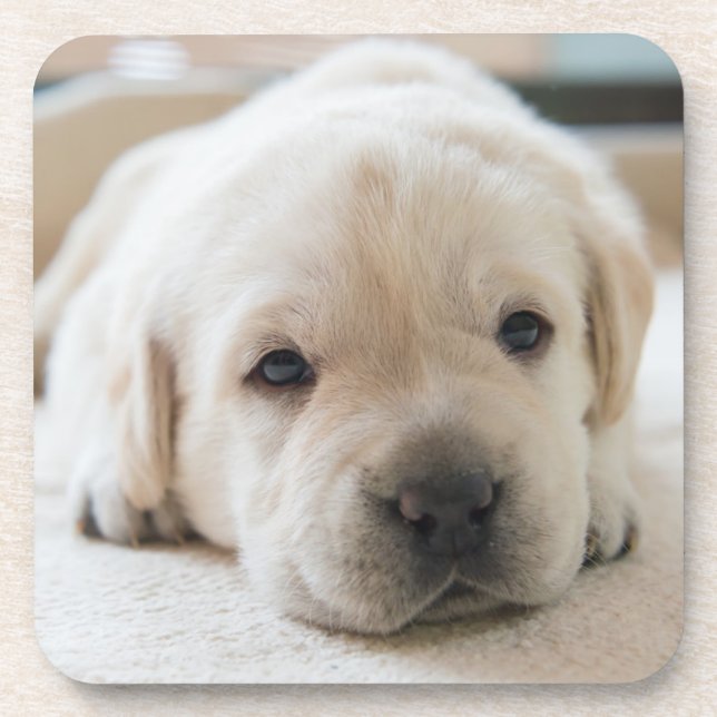 Posavasos Sleepy Golden Labrador Puppy (Frente)