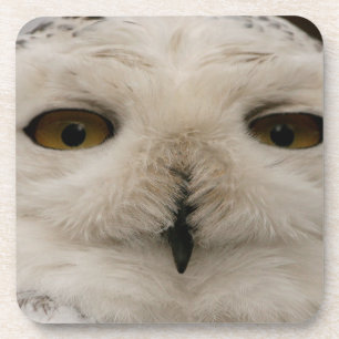 Posavasos Snowy Owl