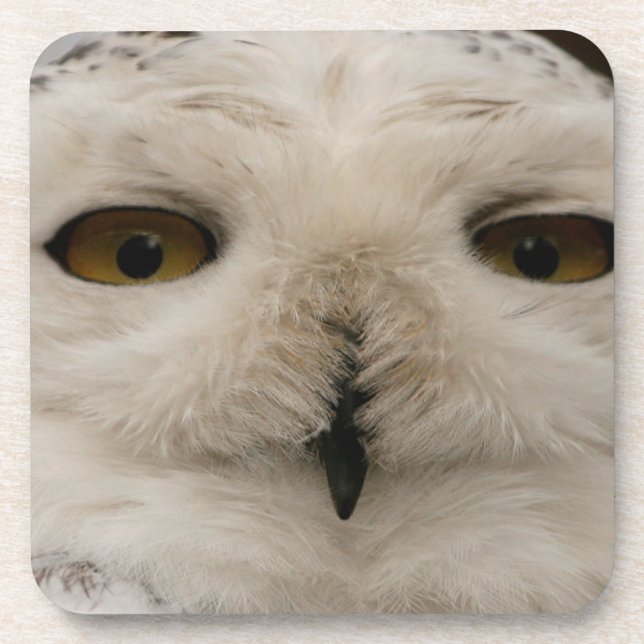 Posavasos Snowy Owl (Frente)
