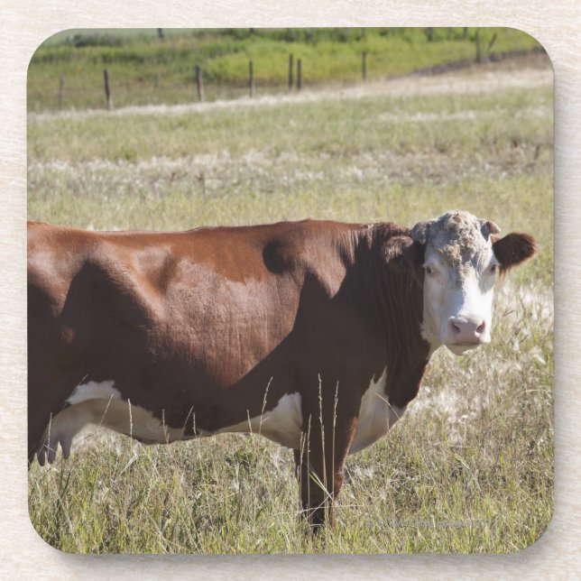 Posavasos Sola vaca en un campo (Frente)