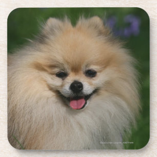 Posavasos Sonrisa de Pomeranian