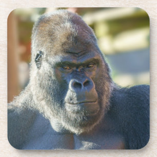 Posavasos Sorprendente Silverback