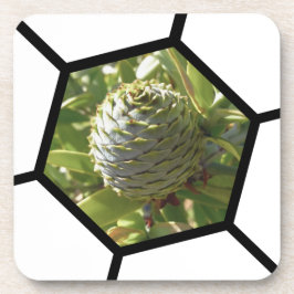 Posavasos Souvenir de Nueva Zelandia Kauri Cone