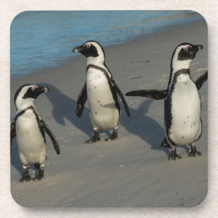 Posavasos Spheniscus africano Demersus de los pingüinos el 