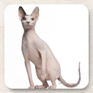 Posavasos Sphynx (13 meses)