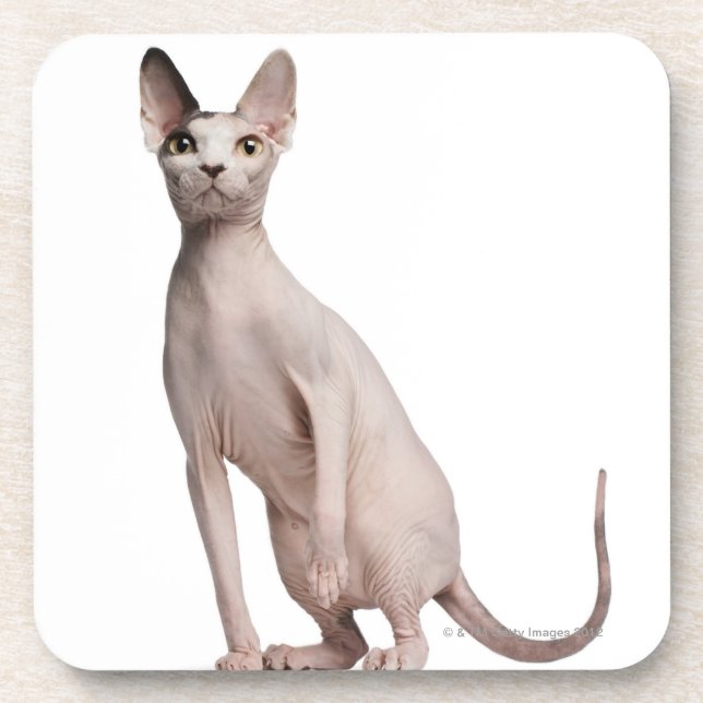Posavasos Sphynx (13 meses) (Frente)