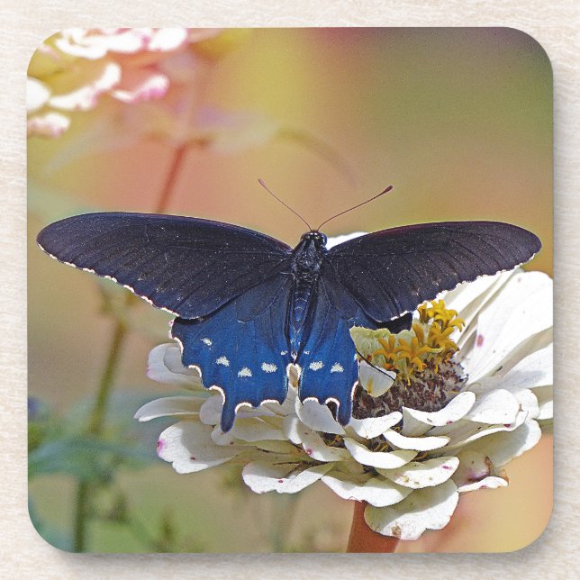 Posavasos Spicebush Swallowtail (Frente)