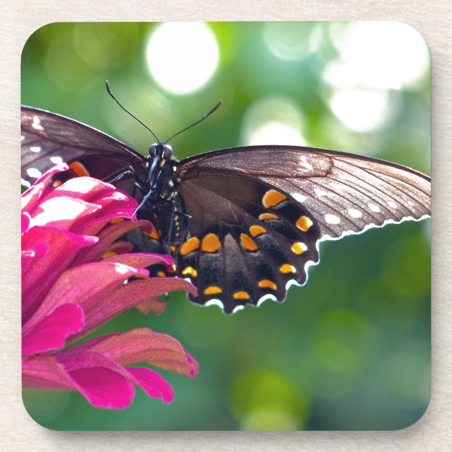 Posavasos Spicebush Swallowtail (Frente)