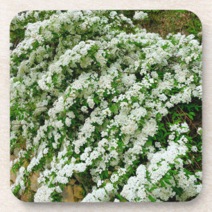 Posavasos Spirea Arguta