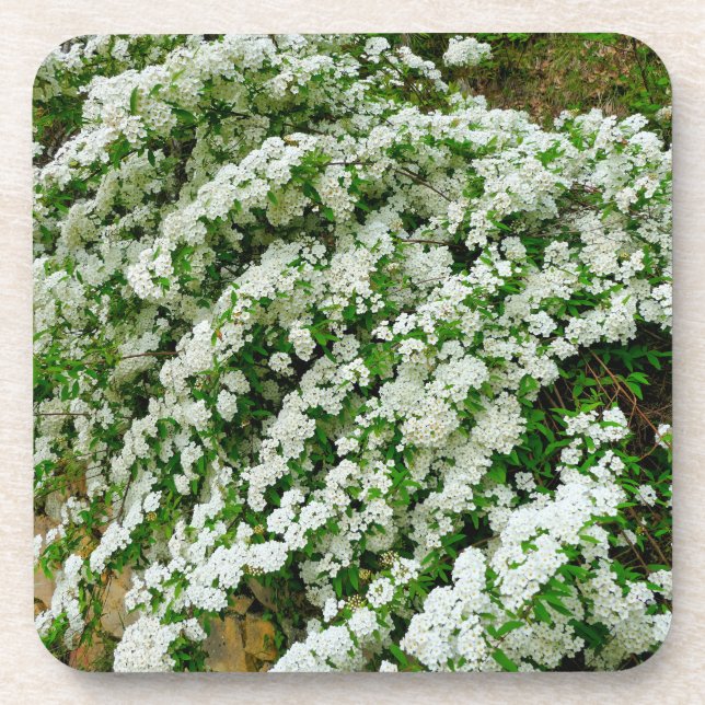 Posavasos Spirea Arguta (Frente)