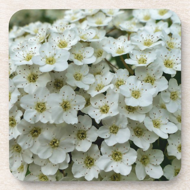 Posavasos Spirea Arguta (Frente)