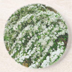 Posavasos Spirea Arguta