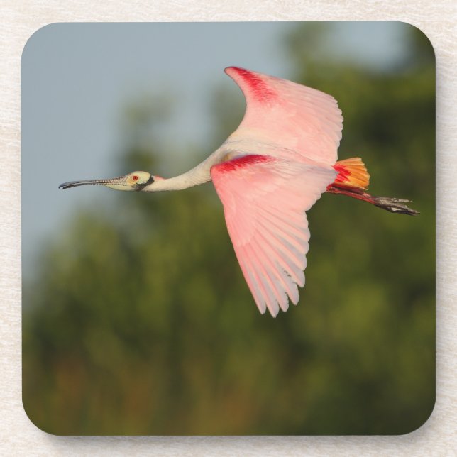 Posavasos spoonbill (Frente)