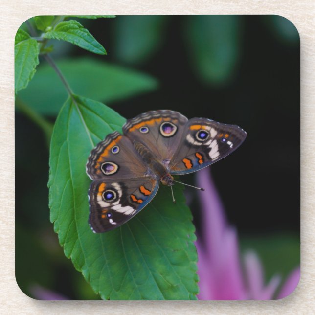 Posavasos Spotted Butterfly (Frente)