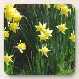 Posavasos Spring Daffodils